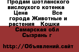 Продам шотланского вислоухого котенка › Цена ­ 10 000 - Все города Животные и растения » Кошки   . Самарская обл.,Сызрань г.